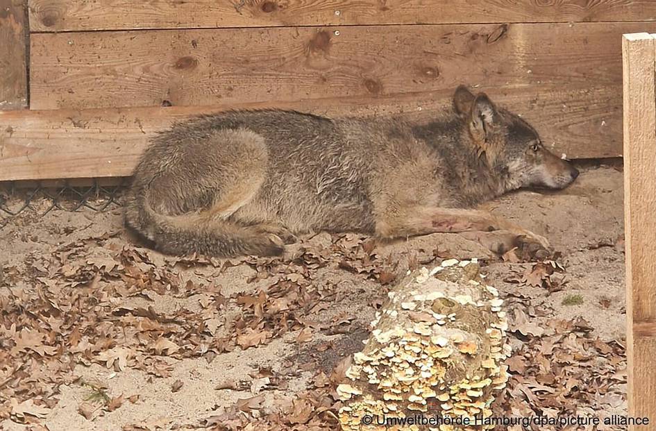 Германияда “бўри можароси”: аёлга ташланган йиртқични озод қилиш талаб этилди